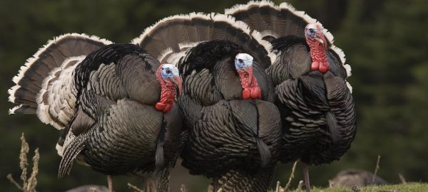 Turkeys - γαλοπούλες